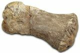 Hadrosaur (Edmontosaurus) Metacarpal V - Montana #326421-1